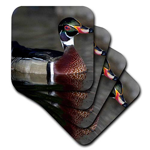 3dRose CST_91330_2 Wood Duck Male Portrait US24 Bfr0122 Bernard Friel Soft Coasters, Set of 8