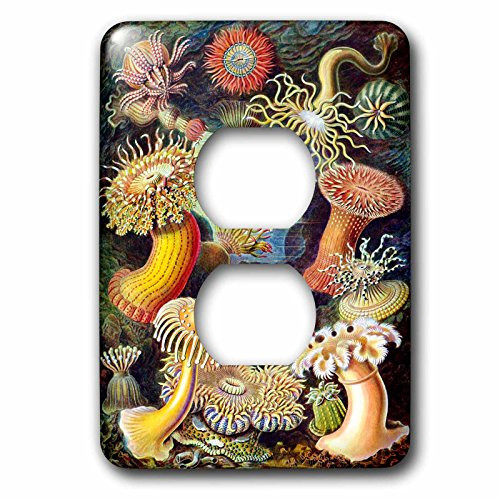 3dRose lsp_98543_6 1800S Famous German Biologist Illustration of Sea Life 2 Plug Outlet Cover 3dRose lsp_98543_6 1800S Famous German Biologist Illustration of Sea Life 2 Plug Outlet Cover