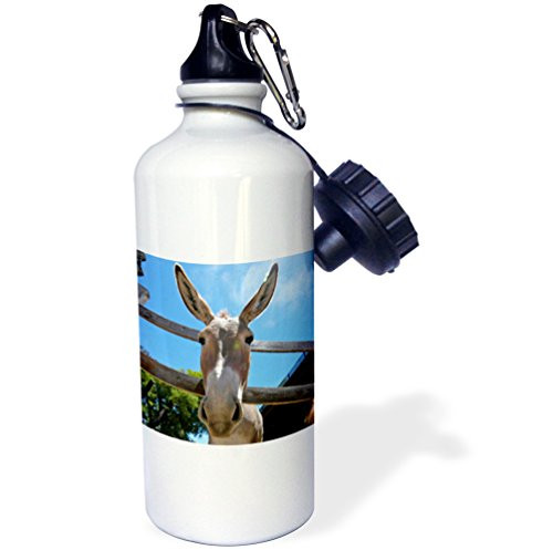 3dRose Kike Calvo Animals - Donkey in a farm 2-21 oz Sports Water Bottle (wb_9935_1)