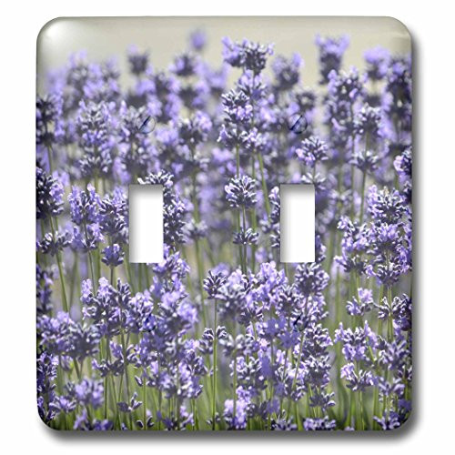 3dRose LLC lsp_57259_2 Field of Lavender Flowers Romantic Gardens Floral Print Double Toggle Switch