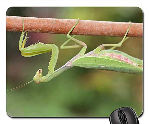 Mouse Pad - Praying Mantis Sheet Plant Nature No One Garden