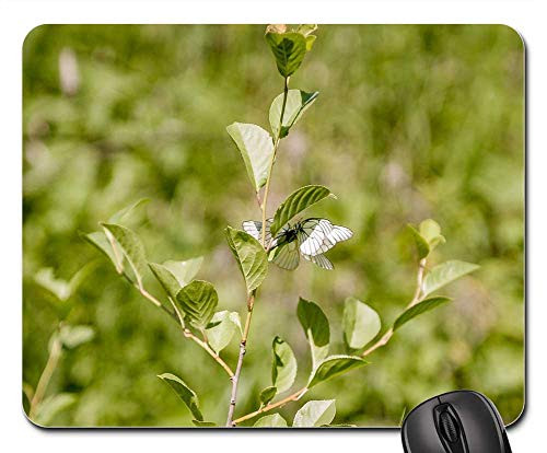 Mouse Pad - Sheet Plant Nature Shoots Garden Butterfly