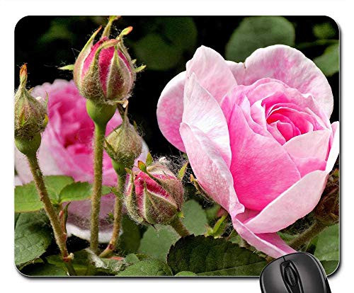 Mouse Pad - Rose Flower Plant Nature Sheet Petal Pink