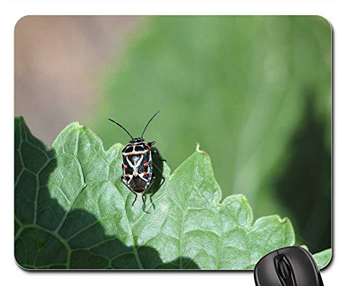Mouse Pad - Nature Plant Insect Krupnyj Plan Sheet