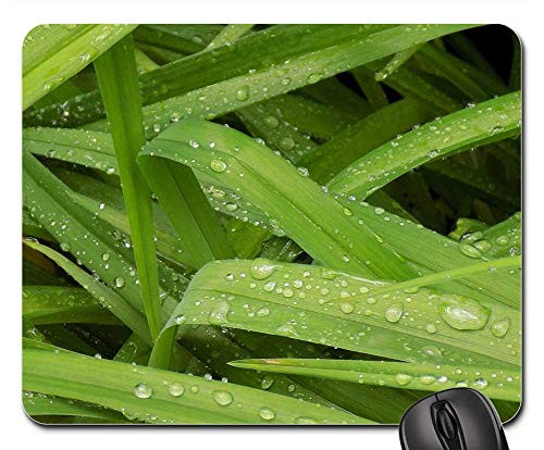 Mouse Pad - Plant Sheet Nature Garden Freshness Drops