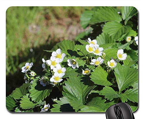Mouse Pad - Nature Plant Flower Sheet Garden Wild Outdoors