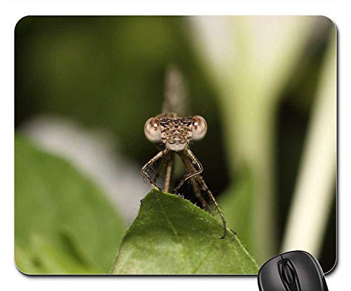 Mouse Pad - Nature Sheet Insect Living Nature Outdoors