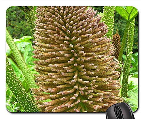 Mouse Pad - Mammoth Sheet Gunnera Manicata Blossom Bloom 1
