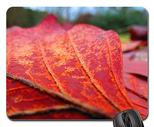 Mouse Pad - Sheet Autumn Detail Nature Macro Red