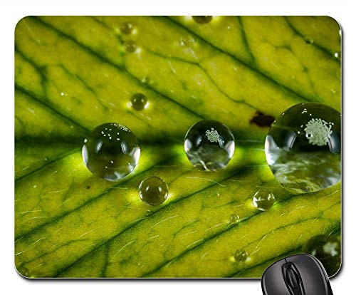 Mouse Pad - Pearl Plant Sheet Rosa Nature Macro