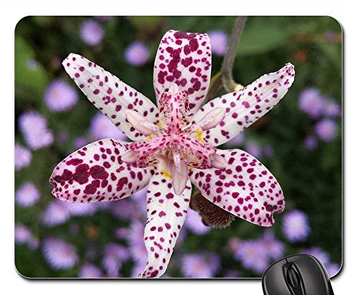 Mouse Pad - Nature Plant Autumn Outdoor Sheet Garden Flowers