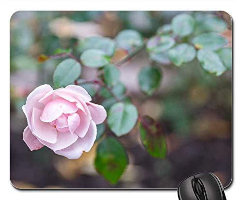 Mouse Pad - Flower Nature Plant Sheet Rose