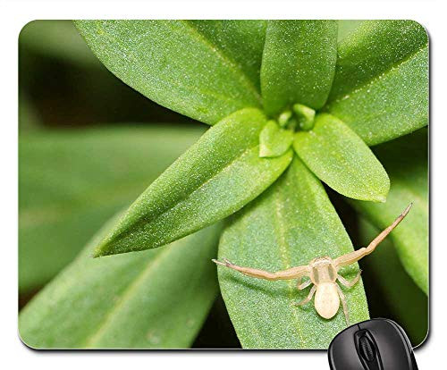 Mouse Pad - Sheet Plant Nature Garden Spider Summer
