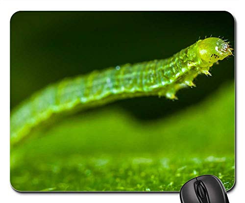 Mouse Pad - Nature Larva Insect Caterpillar Sheet Macro
