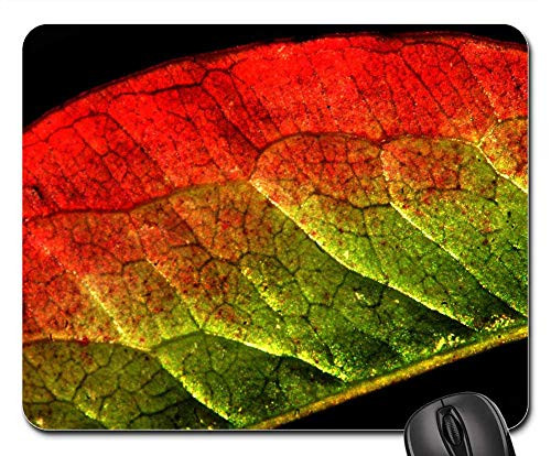 Mouse Pad - Sheet Autumn Nature Fall Colors Veins Autumn Leaf