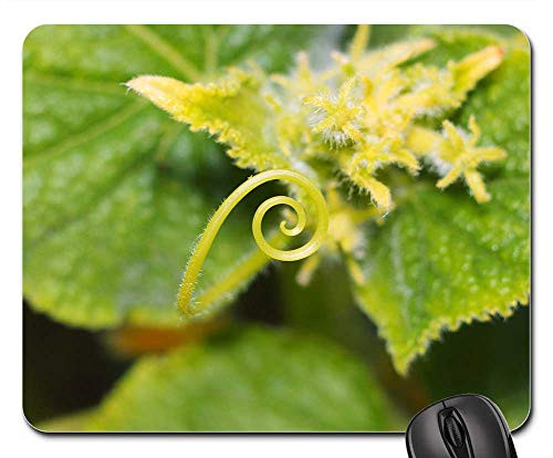 Mouse Pad - Sheet Nature Plant Shoots Summer