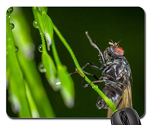 Mouse Pad - Insect Nature Krupnyj Plan Sheet Fly Drops Macro