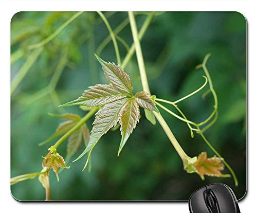 Mouse Pad - Green Grapes Sheet Plant Leaves Closeup