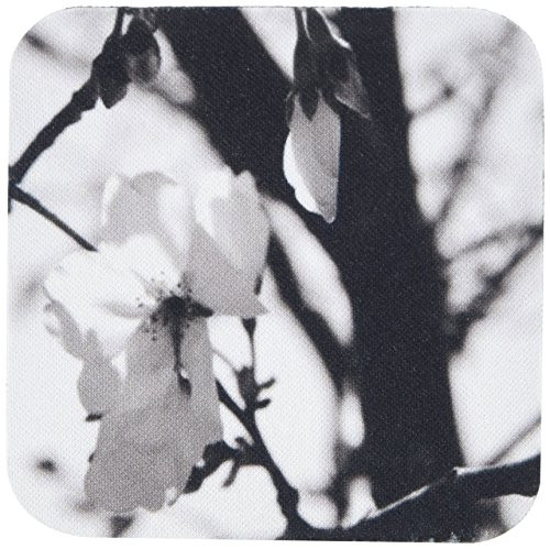 3dRose cst_51761_2 Black and White Cherry Blossoms Soft Coasters, Set of 8