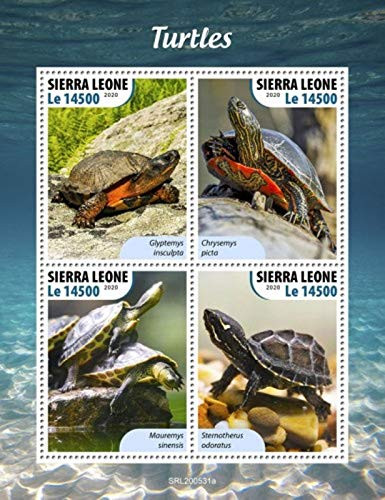 Sierra Leone - 2020 Turtles Painted, Common Musk - 4 Stamp Sheet - SRL200531a