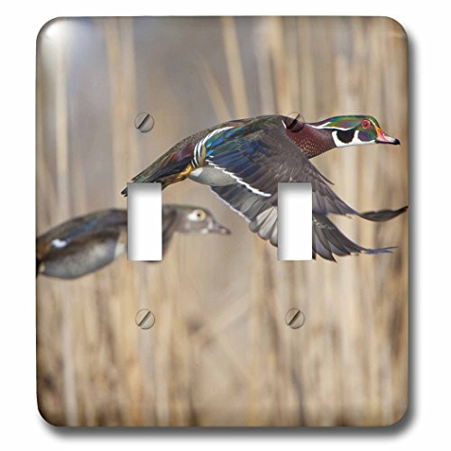 3dRose lsp_95624_2  Usa, Washington State, Wood Duck, Male, Female, Flight Us48 Glu0011 Gary Luhm Double Toggle Switch