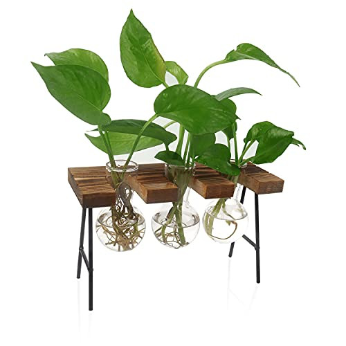 Air Plant Terrarium?Propagation Stations for Desk Glass Terrarium Bulb?Glass Vase with Retro Wooden Stand Propagation Station?Hydroponics Plants? Home Office Garden Decor Air Plant Terrarium?Propagation Stations for Desk Glass Terrarium Bulb?Glass Vase with Retro Wooden Stand Propagation Station?Hydroponics Plants? Home Office Garden Decor