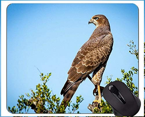 Eagles Mouse Pads Customized,Bird of Prey Personalized Rectangle Gaming Mouse Pads