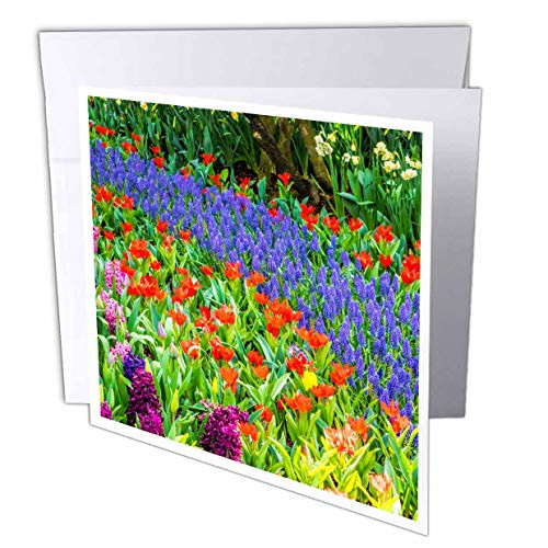 3dRose Danita Delimont - Flowers - Display Garden in Full Bloom - Greeting Cards -gc-332995-5-