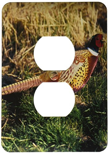 3dRose lsp_84165_6 Ring-Necked Pheasant, Bird Na02 Pwa0010 Patrick J Wall 2 Plug Outlet Cover