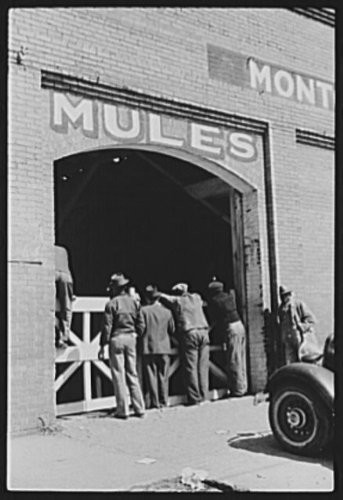 HistoricalFindings Photo: Montgomery,Alabama,AL,Farm Security Administration,FSA,1939,Stables