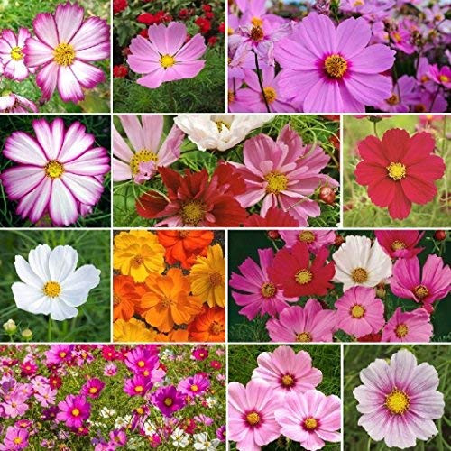 Non GMO Bulk Cosmos Mix Flower Seed -1/2 Lb- Non GMO Bulk Cosmos Mix Flower Seed -1/2 Lb-