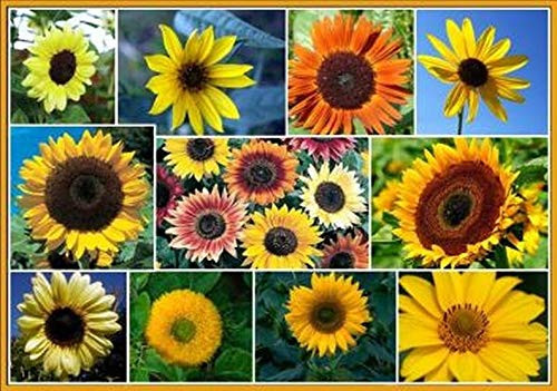 Non GMO Bulk Sunny - Sunflower Seed Mix 2,250 Seeds 10 Species of Wildflower Seeds Helianthus annuus -1/2 Lb-