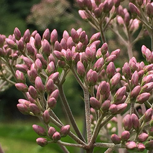 Spotted Joe Pye Weed Seed Bombs, Bulk Seed Balls for Fall Planting -Eutrochium maculatum- -50-