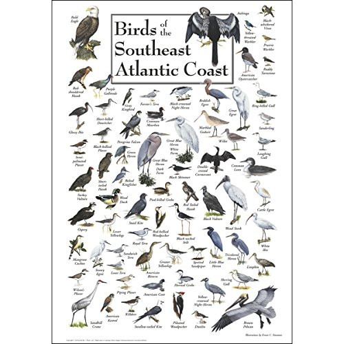 Earth Sky & Water Poster - Birds of the Southeast Atlantic Coast