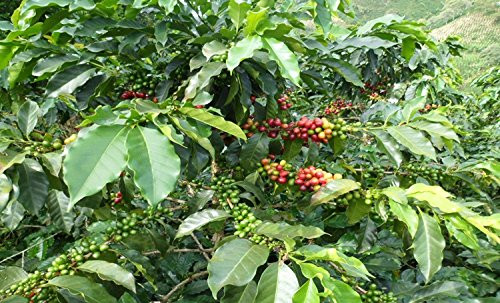Unroasted Coffee Beans 3 Lb - 100% Colombian Coffee Beans - Green Coffee Beans -Single Origin- Farm La Beatulia