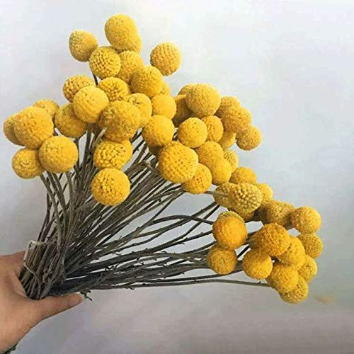 Natural Dried Craspedia,Yellow Billy Balls 40 Stems for DIY Flower Arrangements Home Decor,0.4-0.6inch in Diameter Balls Bouquet Bundles, Dried Flower Branch,Yellow Billy Buttons Balls Bouquet Bundles
