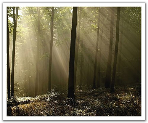 JP London POSLT2087 uStrip Lite Removable Wall Decal Sticker Mural Forest Rays Deep Woods, 24-Inch x 19.75-Inch