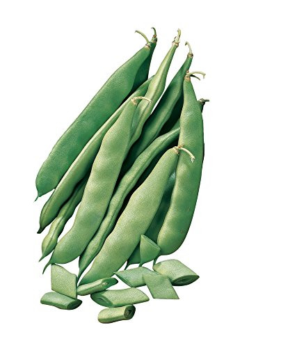 Burpee Early Italian Bush Bean Seeds 8 ounces of seed