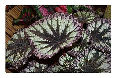 LESGAULEST Doormat Floor Rug/Mat -23.6 x 15.7 inch- - Sheet Plant Green Plant Flower Nature Garden LESGAULEST Doormat Floor Rug/Mat -23.6 x 15.7 inch- - Sheet Plant Green Plant Flower Nature Garden