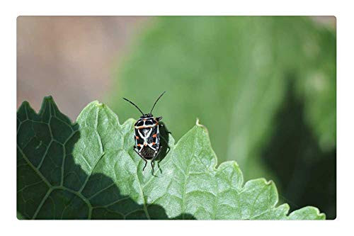 LESGAULEST Doormat Floor Rug/Mat -23.6 x 15.7 inch- - Nature Plant Insect Krupnyj Plan Sheet