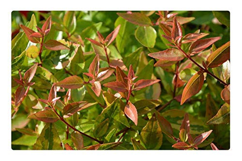 LESGAULEST Doormat Floor Rug/Mat -23.6 x 15.7 inch- - Sheet Abelia Foliage Plants Nature Leaf Green LESGAULEST Doormat Floor Rug/Mat -23.6 x 15.7 inch- - Sheet Abelia Foliage Plants Nature Leaf Green