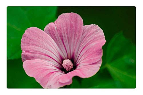 LESGAULEST Doormat Floor Rug/Mat -23.6 x 15.7 inch- - Nature Flower Plant Sheet Summer Petal Garden LESGAULEST Doormat Floor Rug/Mat -23.6 x 15.7 inch- - Nature Flower Plant Sheet Summer Petal Garden