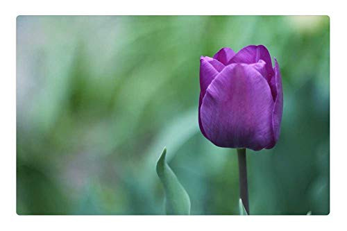 LESGAULEST Doormat Floor Rug/Mat -23.6 x 15.7 inch- - Nature Flower Plant Sheet Summer LESGAULEST Doormat Floor Rug/Mat -23.6 x 15.7 inch- - Nature Flower Plant Sheet Summer