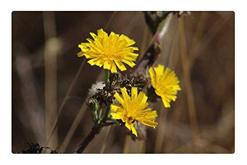 LESGAULEST Doormat Floor Rug/Mat -23.6 x 15.7 inch- - Nature Plant Flower Outdoors No One Sheet LESGAULEST Doormat Floor Rug/Mat -23.6 x 15.7 inch- - Nature Plant Flower Outdoors No One Sheet