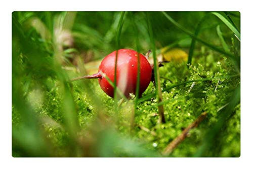 LESGAULEST Doormat Floor Rug/Mat -23.6 x 15.7 inch- - Nature Sheet Plant Garden Summer Grass LESGAULEST Doormat Floor Rug/Mat -23.6 x 15.7 inch- - Nature Sheet Plant Garden Summer Grass