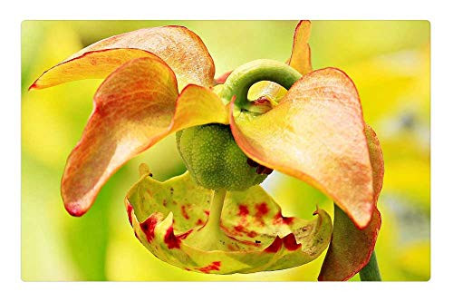 LESGAULEST Doormat Floor Rug/Mat -23.6 x 15.7 inch- - Hose Plant Trumpet Sheet Trumpet Plant