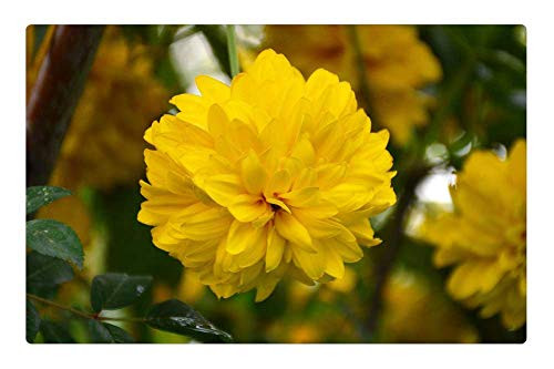 LESGAULEST Doormat Floor Rug/Mat -23.6 x 15.7 inch- - Nature Plant Flower Sheet Garden Bright LESGAULEST Doormat Floor Rug/Mat -23.6 x 15.7 inch- - Nature Plant Flower Sheet Garden Bright