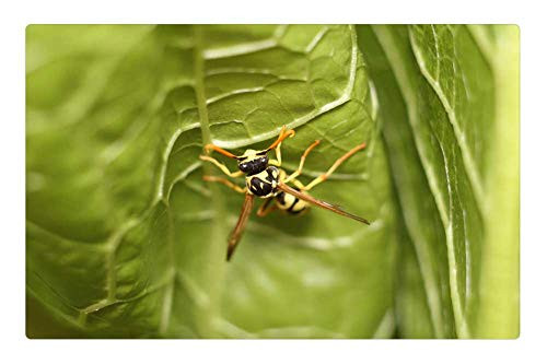 LESGAULEST Doormat Floor Rug/Mat -23.6 x 15.7 inch- - Nature Insect Sheet Plant Wasp