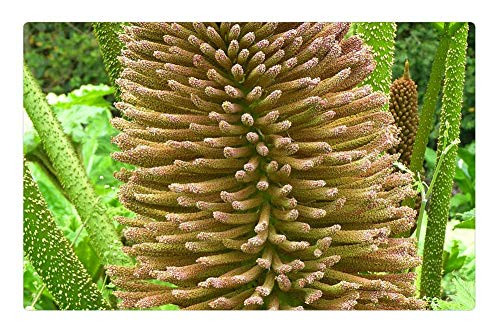 LESGAULEST Doormat Floor Rug/Mat -23.6 x 15.7 inch- - Mammoth Sheet Gunnera Manicata Blossom Bloom 1