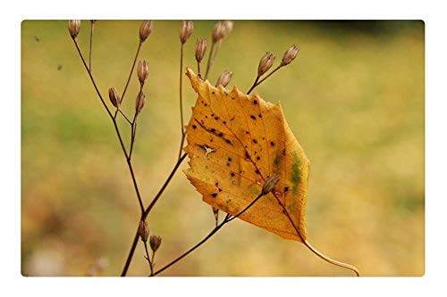 LESGAULEST Doormat Floor Rug/Mat -23.6 x 15.7 inch- - Nature Autumn Sheet Brown Green Yellow Branch LESGAULEST Doormat Floor Rug/Mat -23.6 x 15.7 inch- - Nature Autumn Sheet Brown Green Yellow Branch